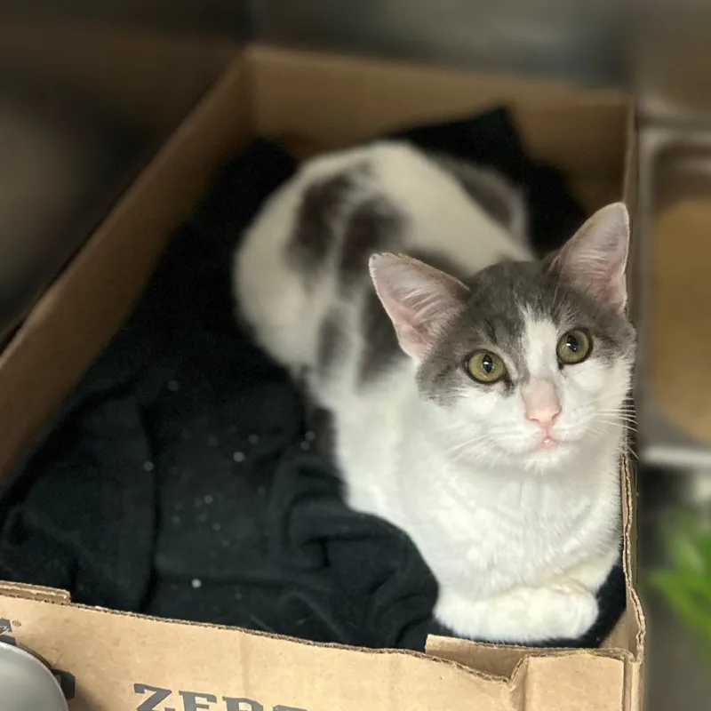 A baby medium-sized female Gray / Blue / Silver Domestic Short Hair cat named Binky Slinky for adoption in Davenport, IA