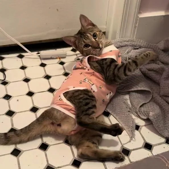 Pollyanna thumbnail 2