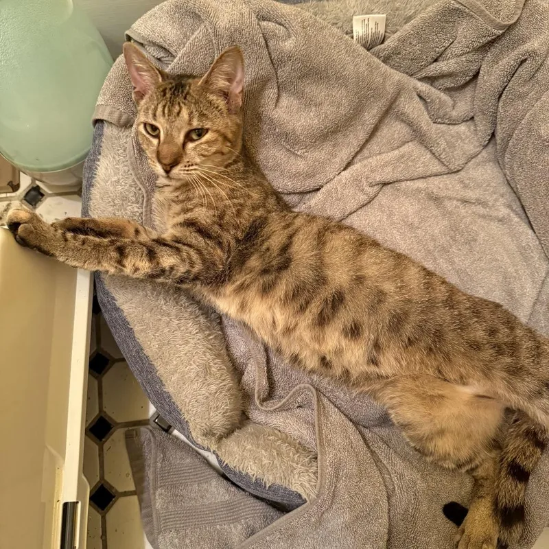 Pollyanna thumbnail 3