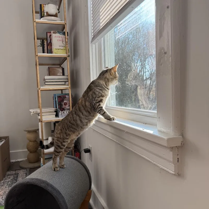 Pollyanna thumbnail 4