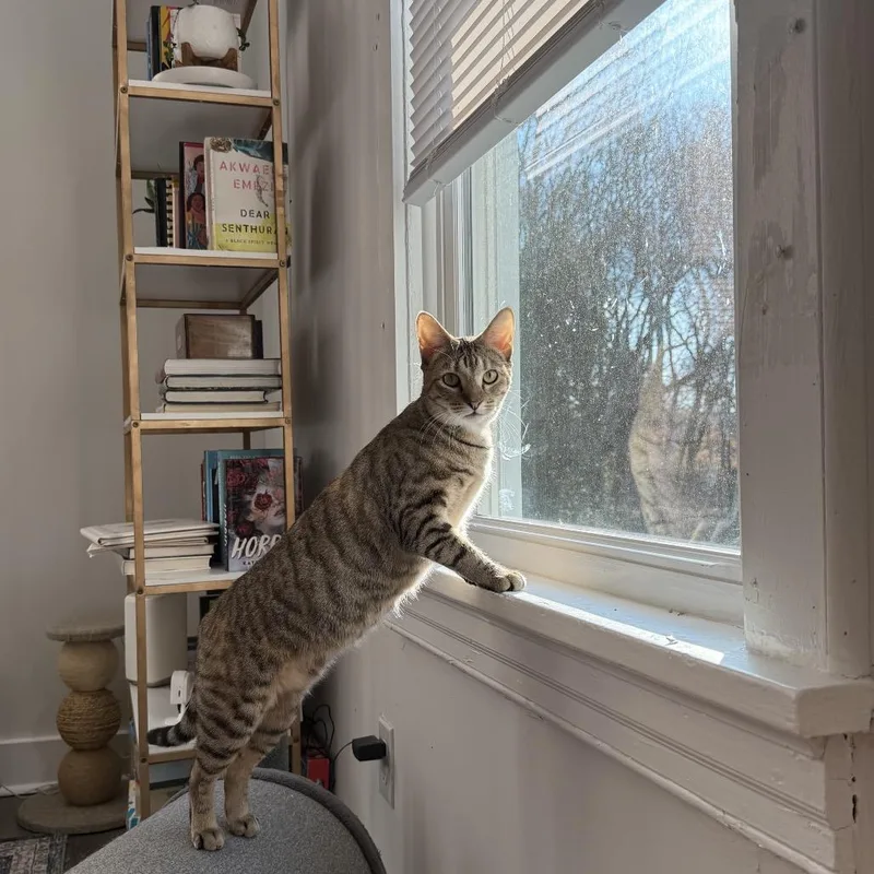 Pollyanna thumbnail 5