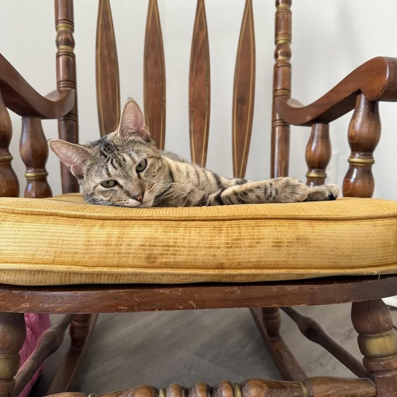 Pollyanna thumbnail 6