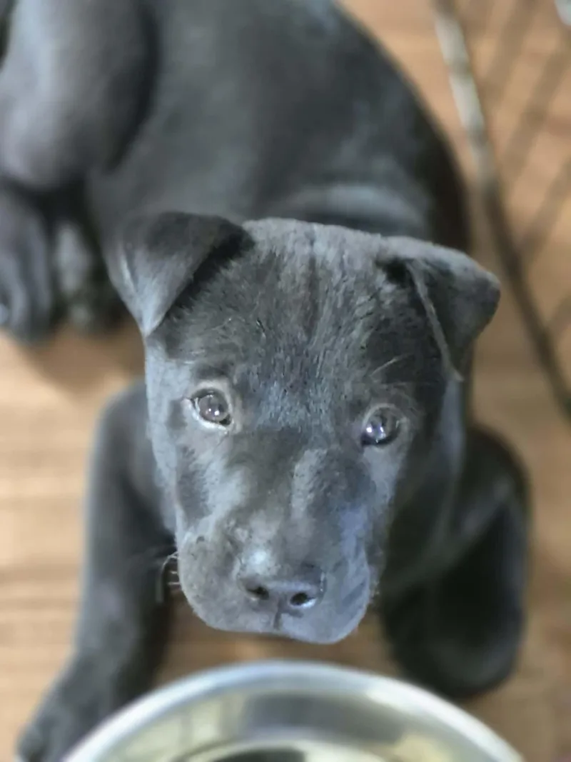 Lucky Charm thumbnail 2