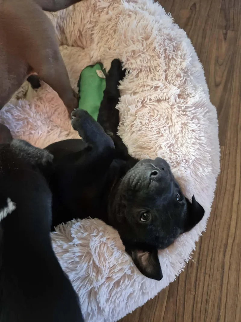 Lucky Charm thumbnail 3