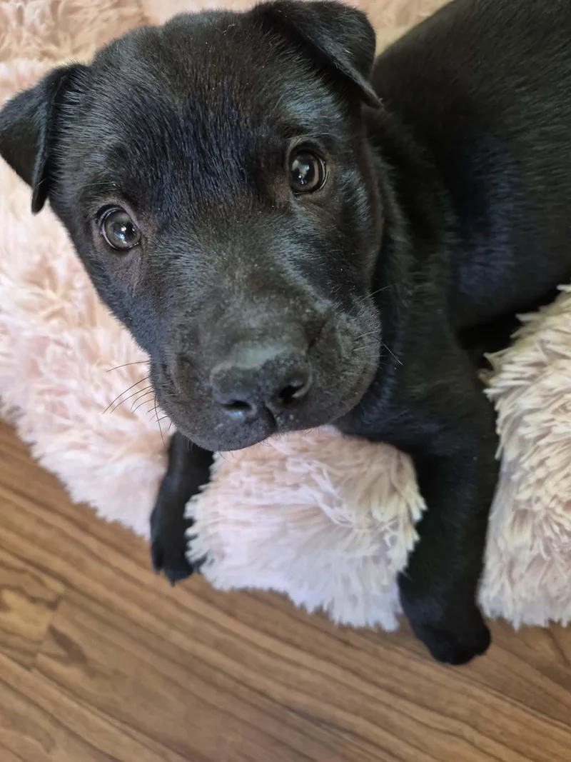 A baby medium-sized male American Bulldog dog named Lucky Charm for adoption in Byron, IL