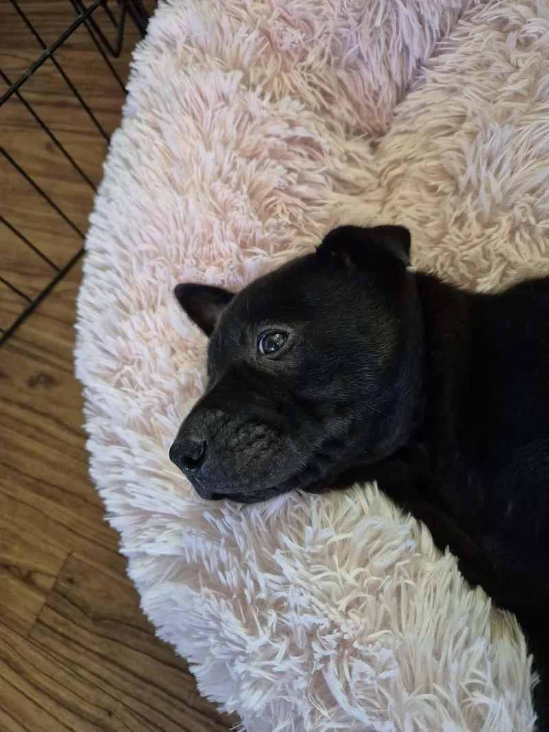 Lucky Charm thumbnail 4