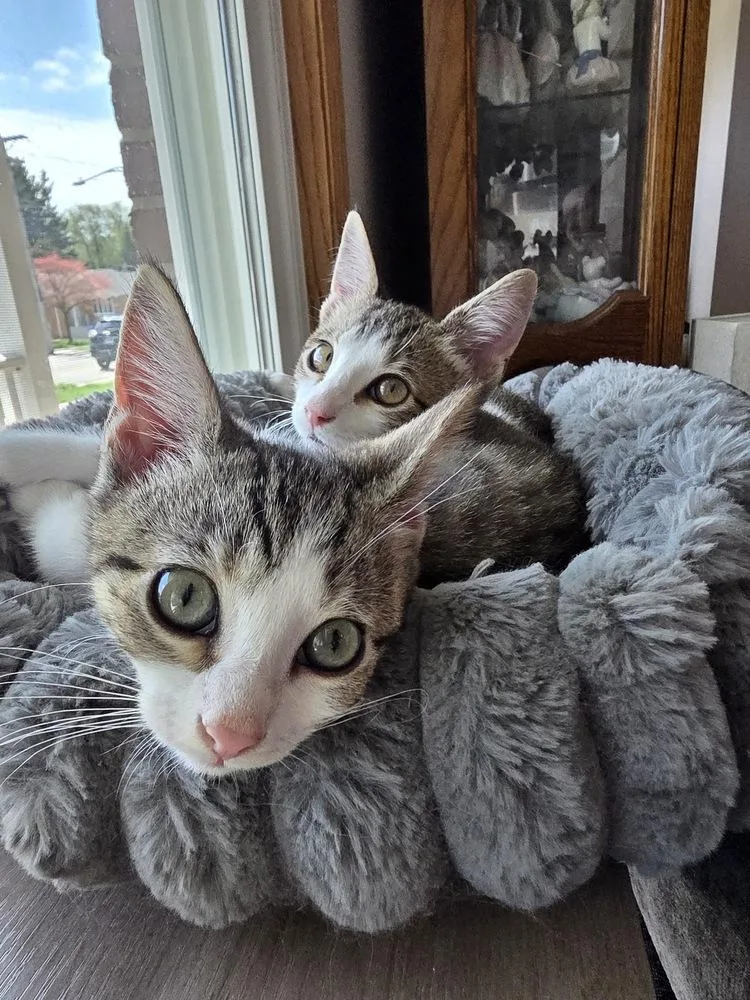 A baby small-sized male Domestic Short Hair cat named Dart for adoption in Chicago, IL