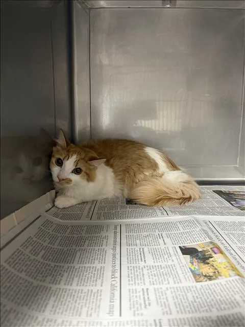 A young medium-sized female Domestic Medium Hair cat named Peanut for adoption in Chatsworth, CA