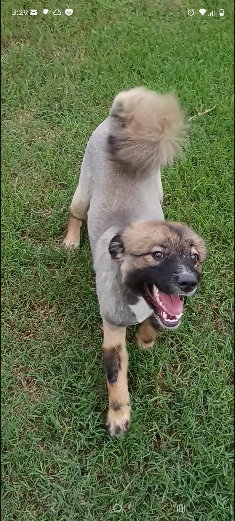 A young medium-sized male Bicolor Keeshond dog named Bolt for adoption in Salisbury, MD
