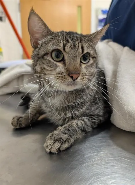 An adult medium-sized male Domestic Short Hair cat named Chase for adoption in Upper Marlboro, MD
