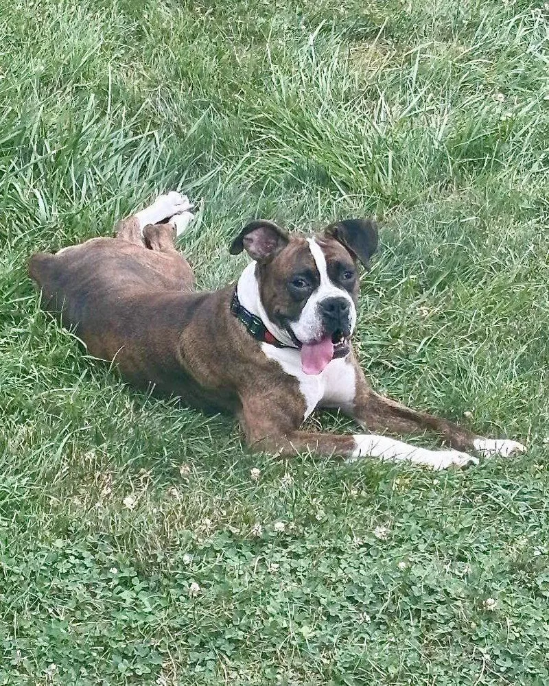 An adult large-sized female Boxer dog named Becca for adoption in Monticello, NY
