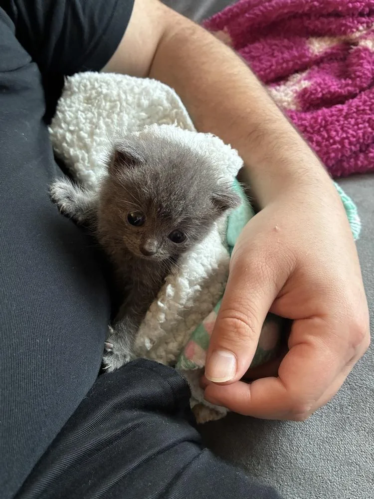 A baby small-sized female Gray / Blue / Silver Domestic Short Hair cat named Stella for adoption in Ferndale, MI