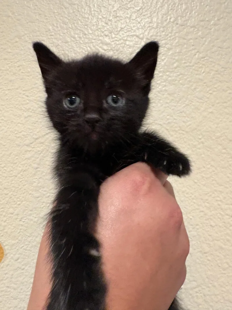 A baby small-sized female Domestic Short Hair cat named Bo Peep for adoption in Long Beach, CA