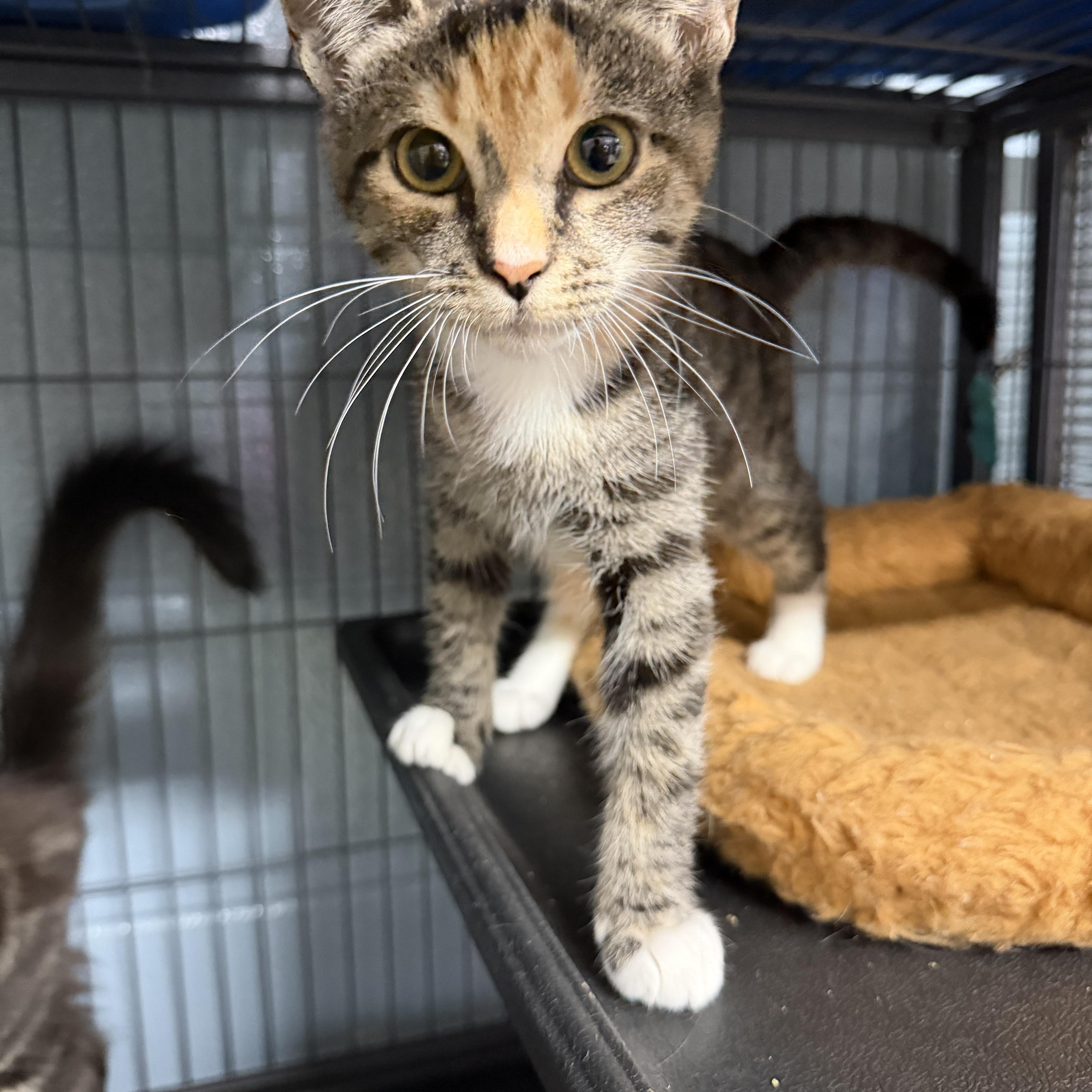 A young medium-sized female Tabby (Brown / Chocolate) Domestic Short Hair cat named Harper for adoption in Albemarle, NC