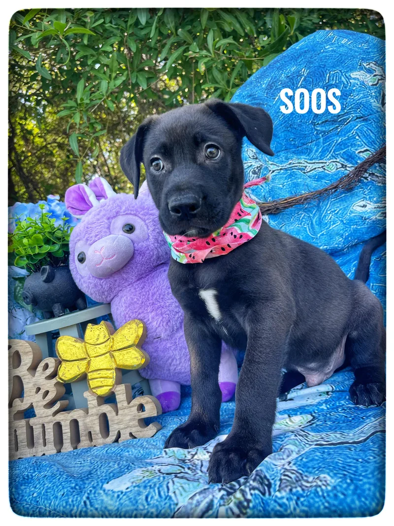 A baby medium-sized male Labrador Retriever dog named Soos for adoption in Sebring, FL