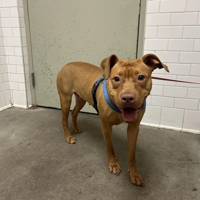 An adult medium-sized female Brown / Chocolate Mixed Breed dog named Gorgonzola for adoption in Pittsburgh, PA