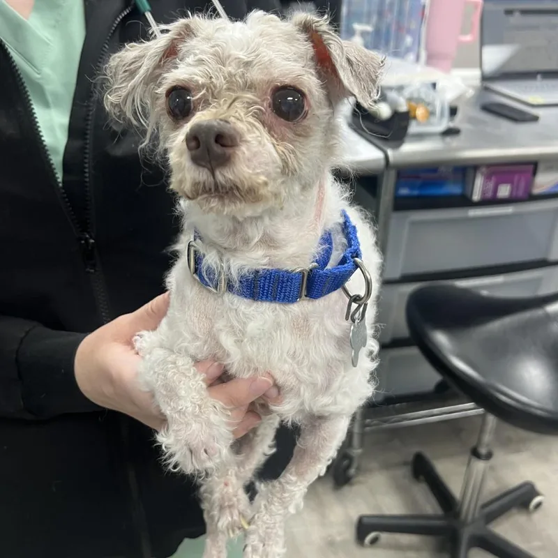 A senior medium-sized male Havanese dog named Solo Boombox for adoption in State College, PA
