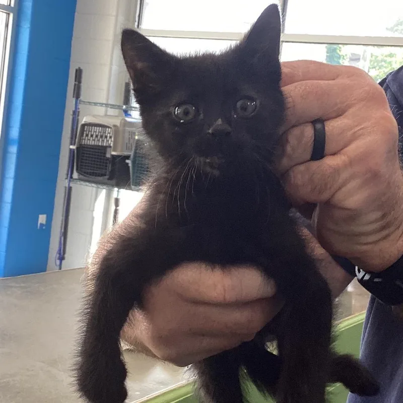 A baby small-sized male Black Domestic Medium Hair cat named Bernie for adoption in Montgomery, AL