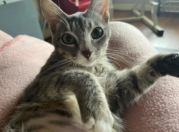 A baby medium-sized female Domestic Short Hair cat named Bouffant for adoption in Magnolia, TX