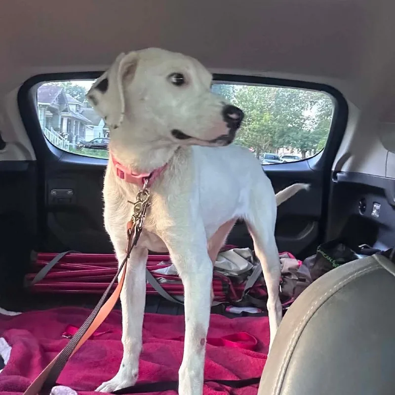 A young medium-sized female White / Cream Dalmatian dog named Snow for adoption in Shawnee, KS