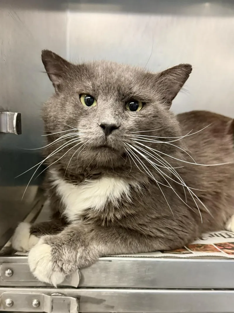 A young large-sized male Domestic Medium Hair cat named Arthur for adoption in Exeter, RI