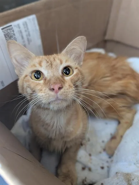 An adult small-sized male Domestic Short Hair cat named Winston for adoption in San Antonio, TX