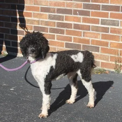 A young small-sized male Poodle dog named Hardy for adoption in Elk Grove Village, IL