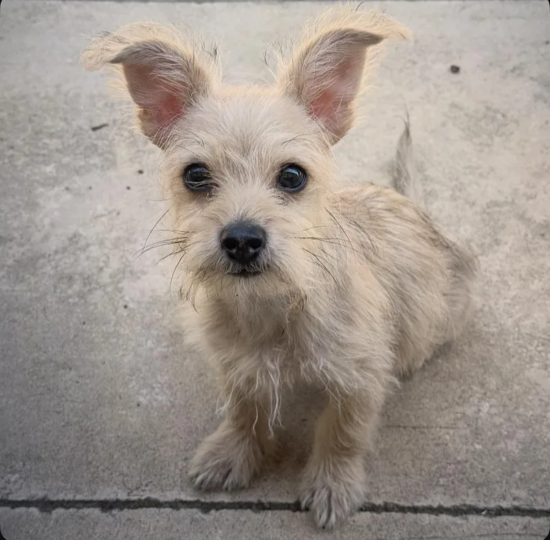 A baby small-sized female Apricot / Beige Wirehaired Terrier dog named Skosh for adoption in Los Angeles, CA