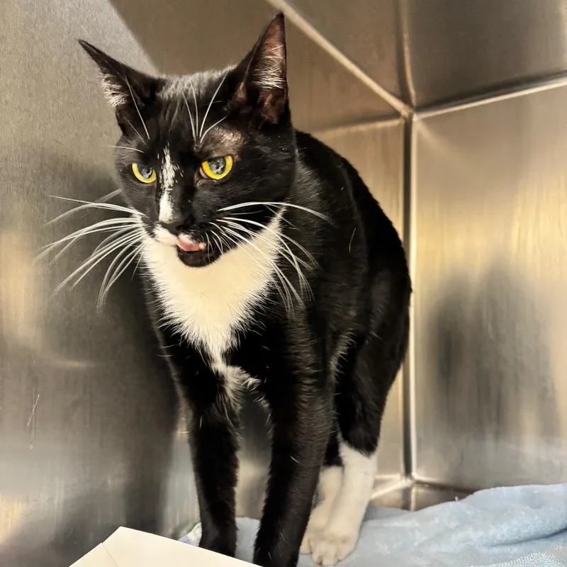 An adult medium-sized male Black Domestic Short Hair cat named Peanut for adoption in Birmingham, AL