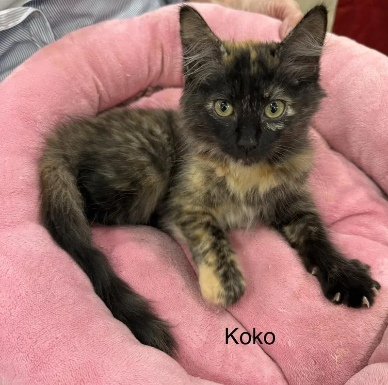 A baby medium-sized female Domestic Long Hair cat named Koko for adoption in Safety Harbor, FL