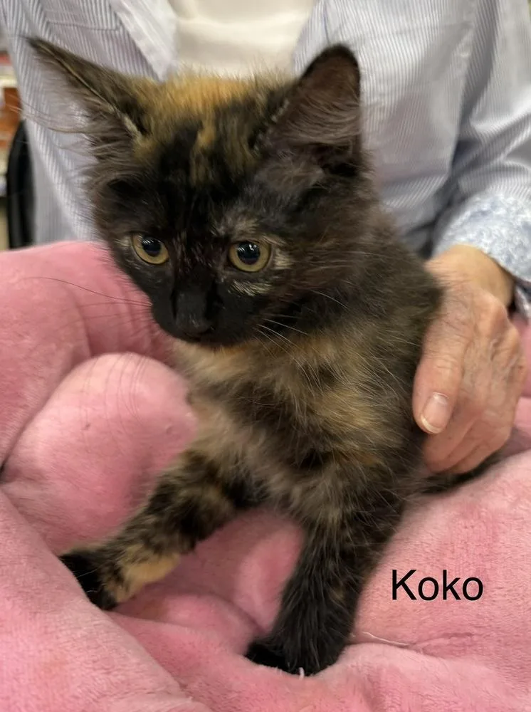 Koko thumbnail 2