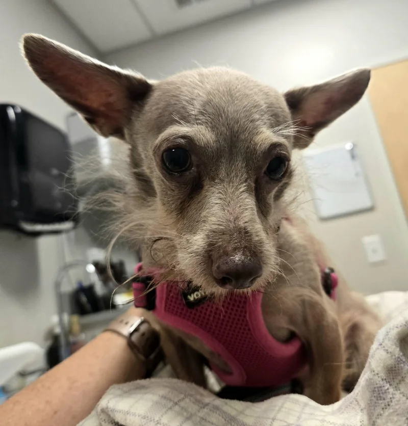 A senior small-sized female Chihuahua dog named Fiona for adoption in North Kingstown, RI