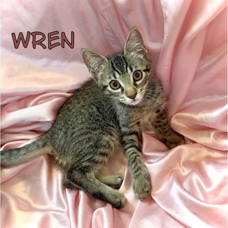A baby small-sized male Tabby (Brown / Chocolate) Domestic Short Hair cat named Wren for adoption in tucson, AZ