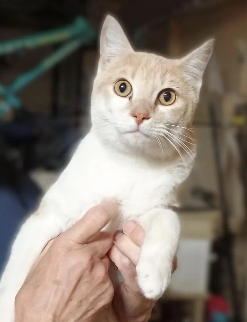 An adult medium-sized male Orange & White Domestic Short Hair cat named Jack for adoption in Riverside, CA
