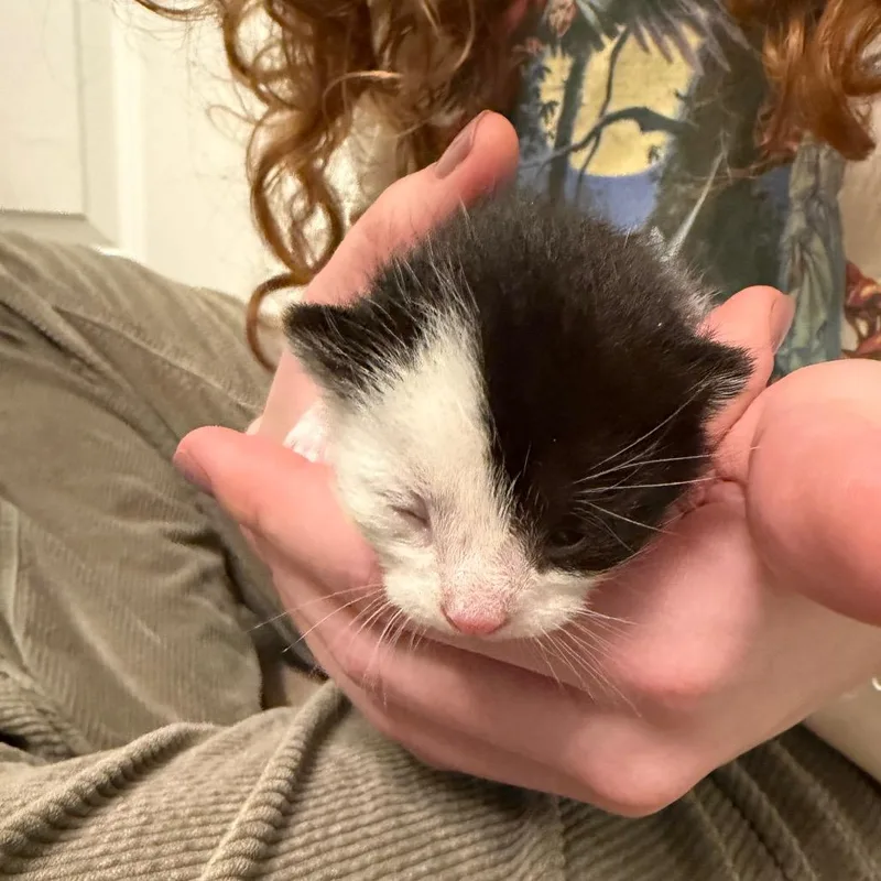 A baby small-sized female Black Domestic Short Hair cat named Muskrat for adoption in Enfield, NH
