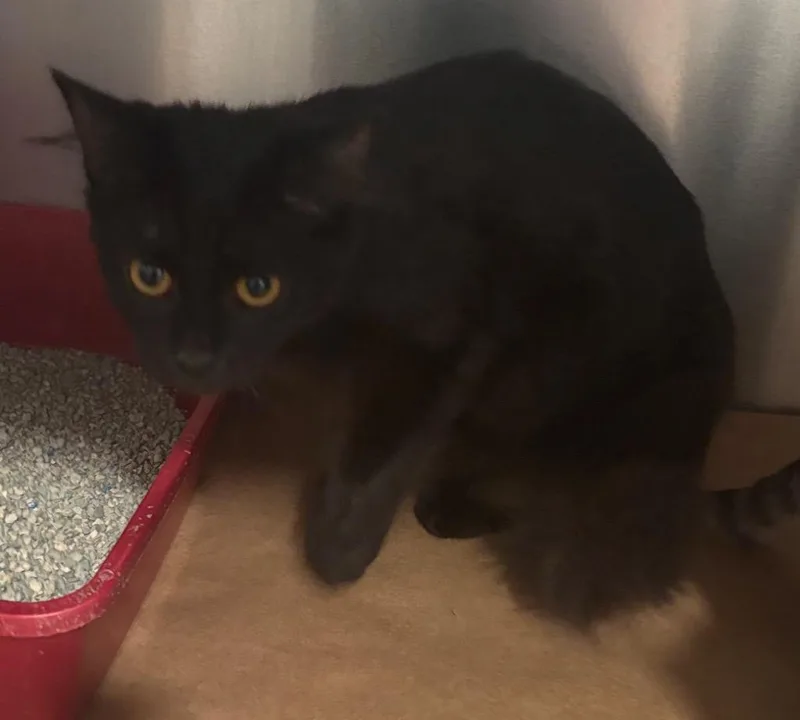 A baby large-sized female Domestic Short Hair cat named BooBoo for adoption in Cartersville , GA