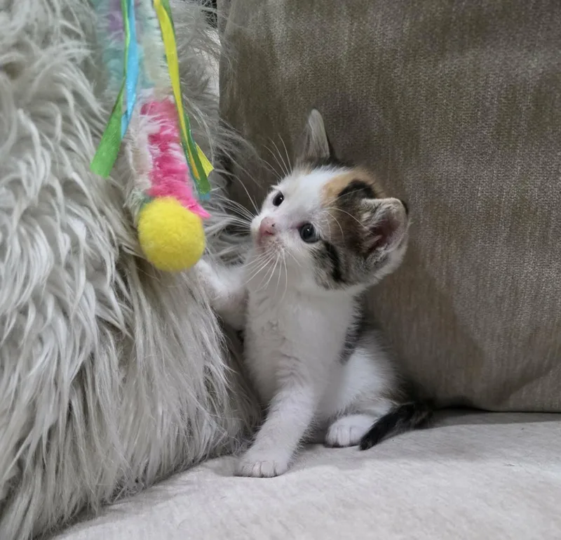 A baby medium-sized female Calico cat named Zuri for adoption in Gregory, TX