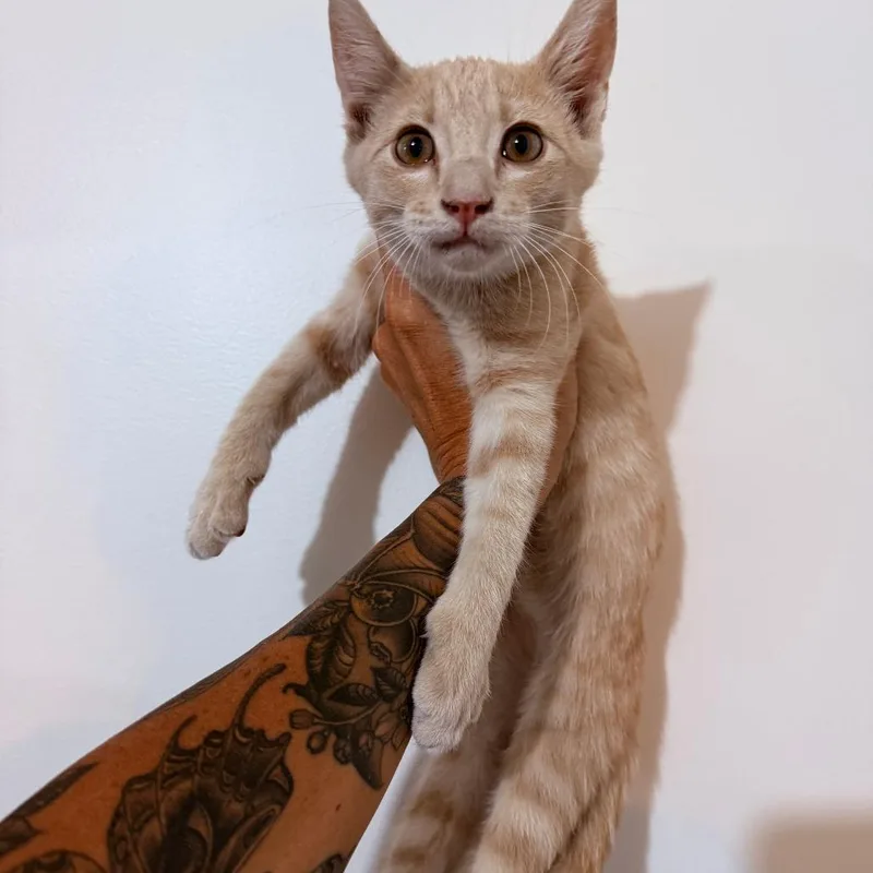 A baby small-sized male Orange / Red Domestic Short Hair cat named Topaz Crock for adoption in Eagle Mountain, UT
