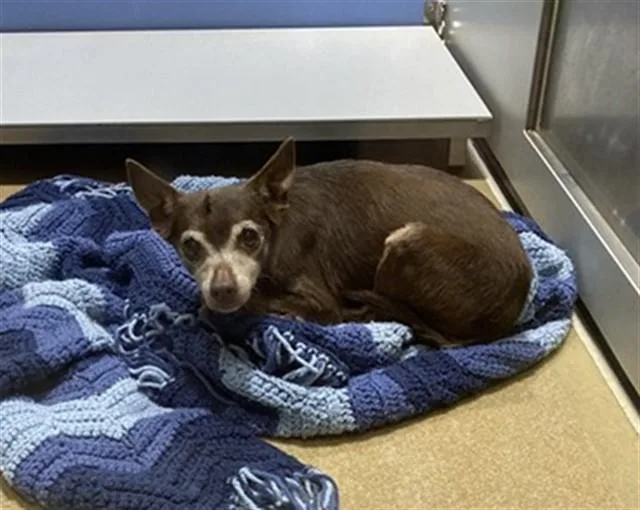 A senior small-sized female Chihuahua dog named Kilo for adoption in Saint Peters, MO