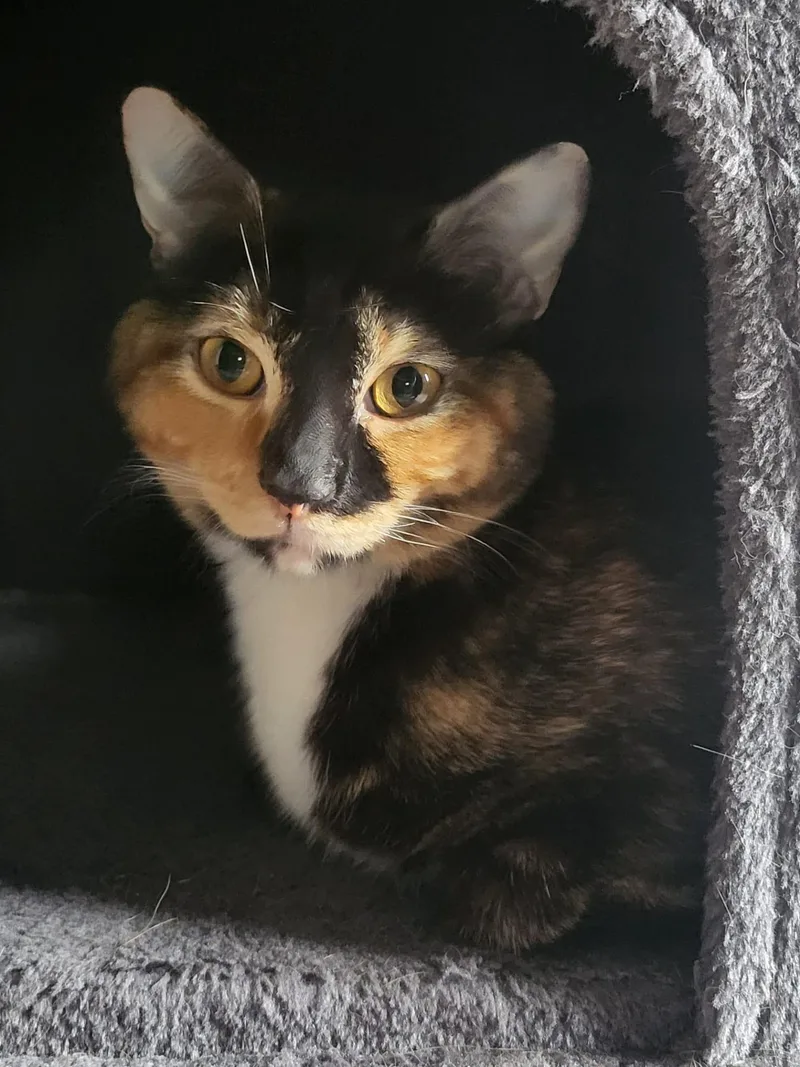 A baby medium-sized female Calico cat named Roo for adoption in Sunrise, FL