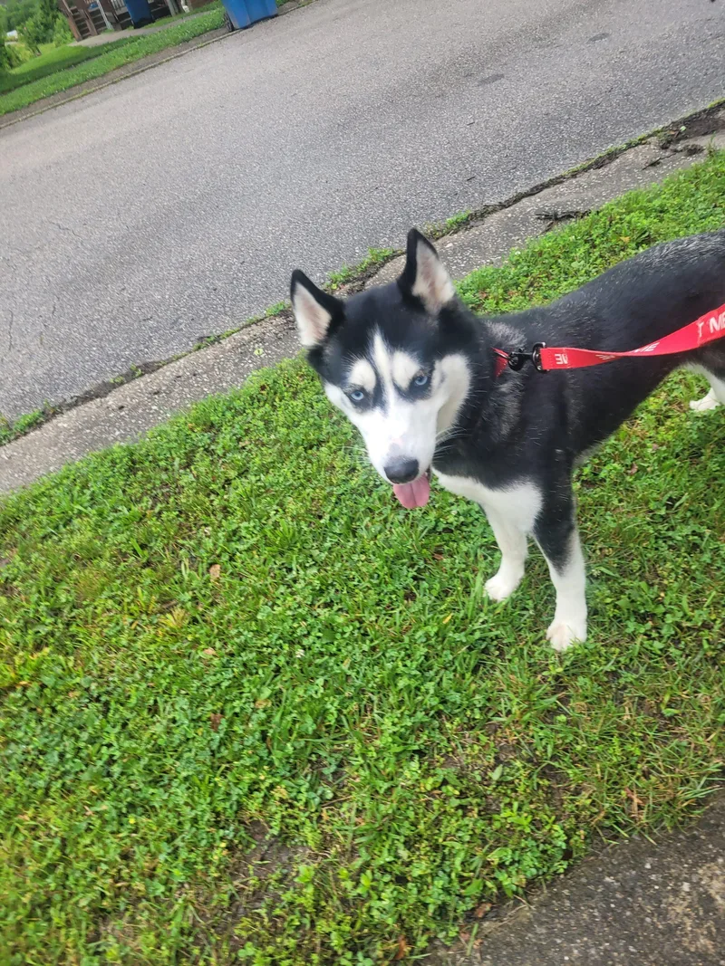 An adult medium-sized female Bicolor Siberian Husky dog named Tuti  D for adoption in Frankfort, KY