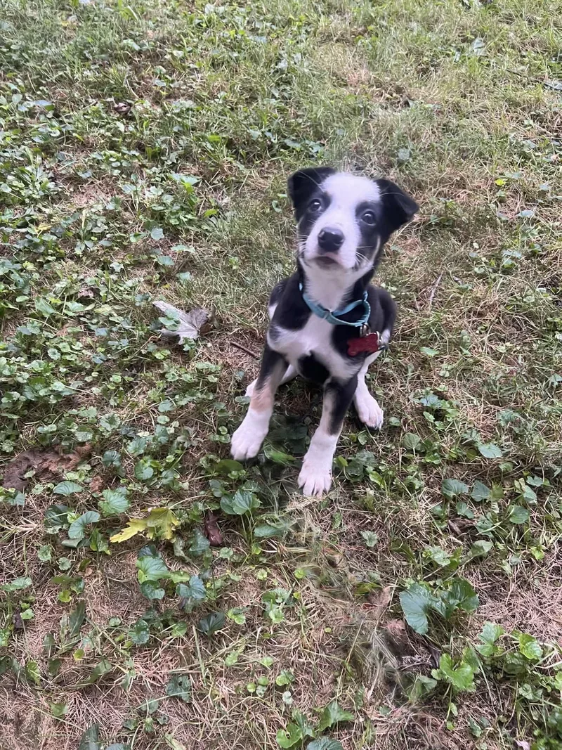 Cooper