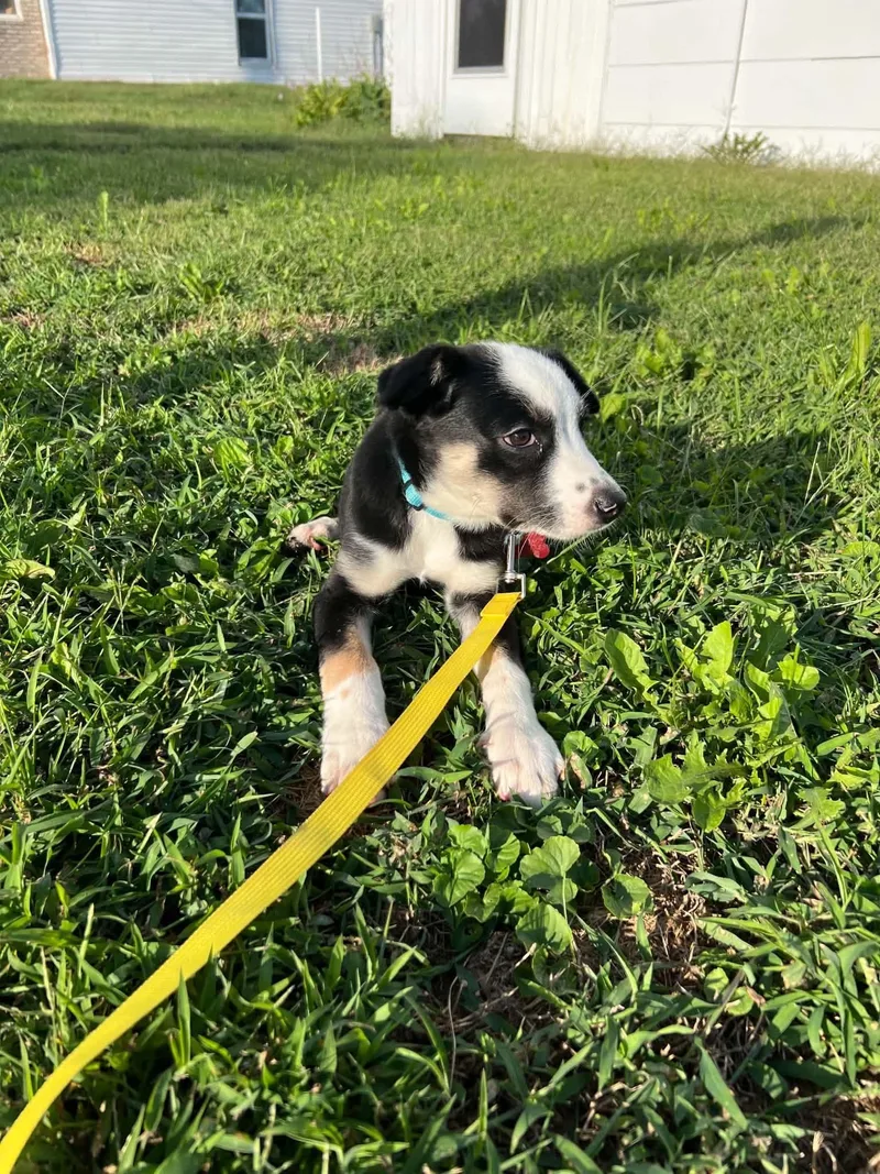 Cooper thumbnail 3