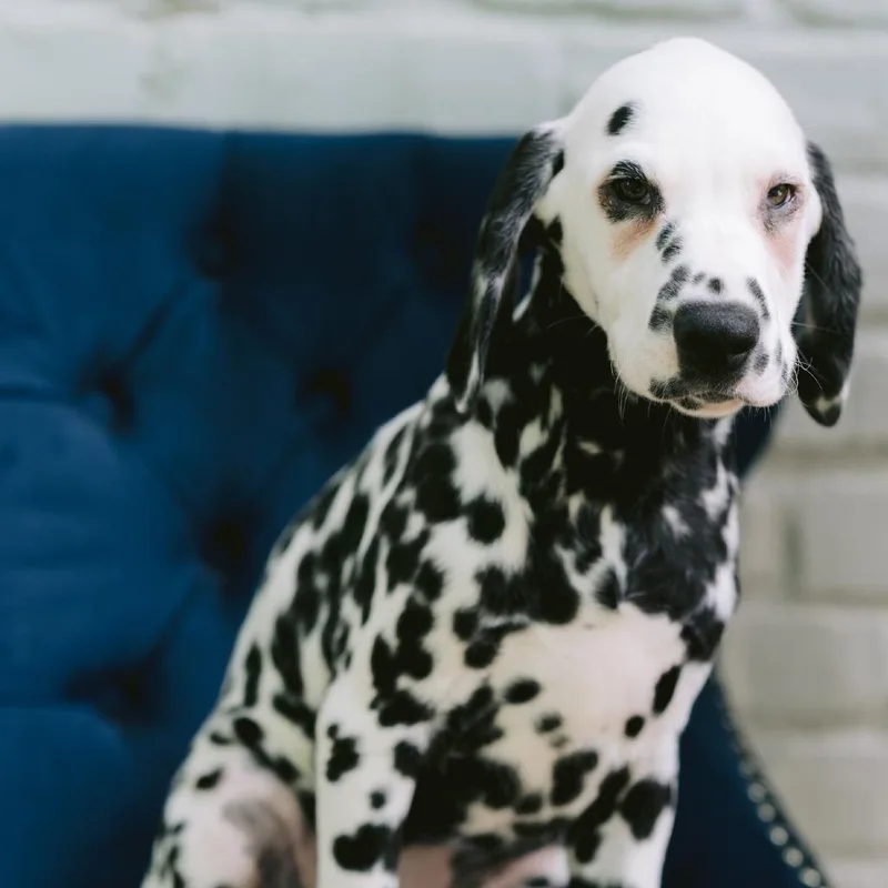 A baby medium-sized male Dalmatian dog named Enrique for adoption in Zionsville, IN