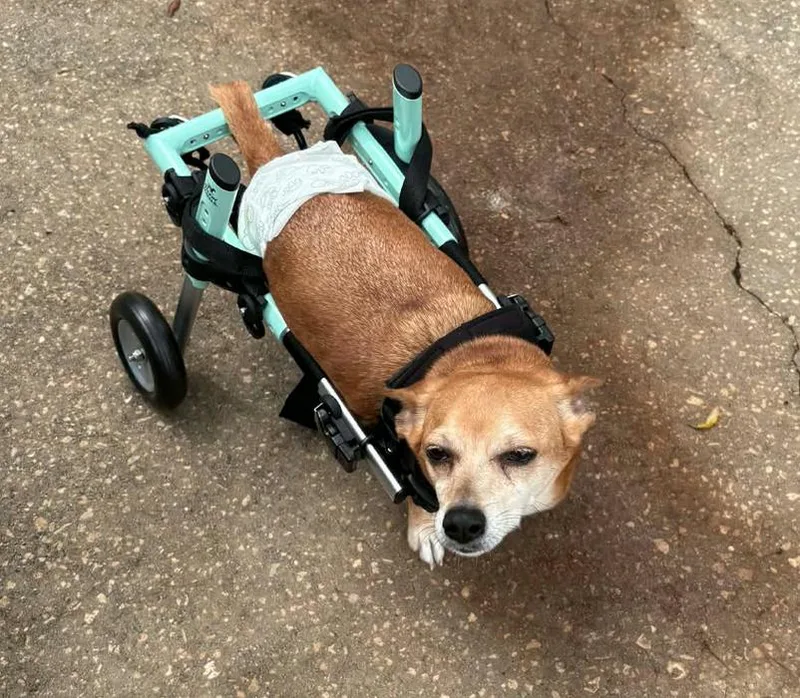 An adult small-sized male Chihuahua dog named Bentley for adoption in Osteen, FL
