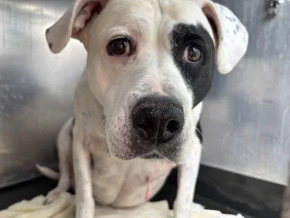 A senior extra large-sized female Pit Bull Terrier dog named Cowbella for adoption in Seattle, WA