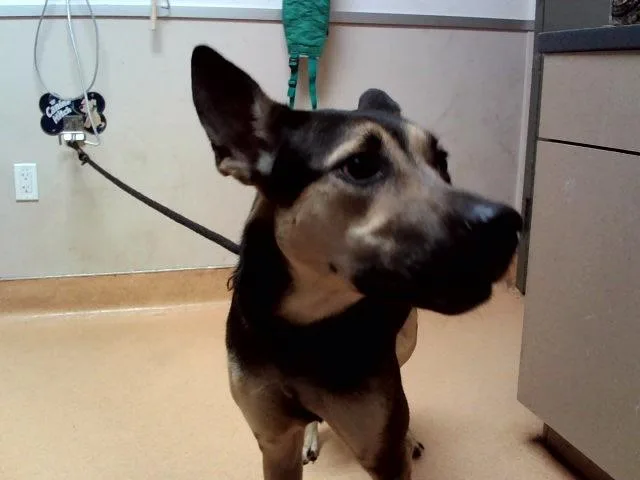 A young large-sized female German Shepherd Dog dog named Canary for adoption in Martinez, CA