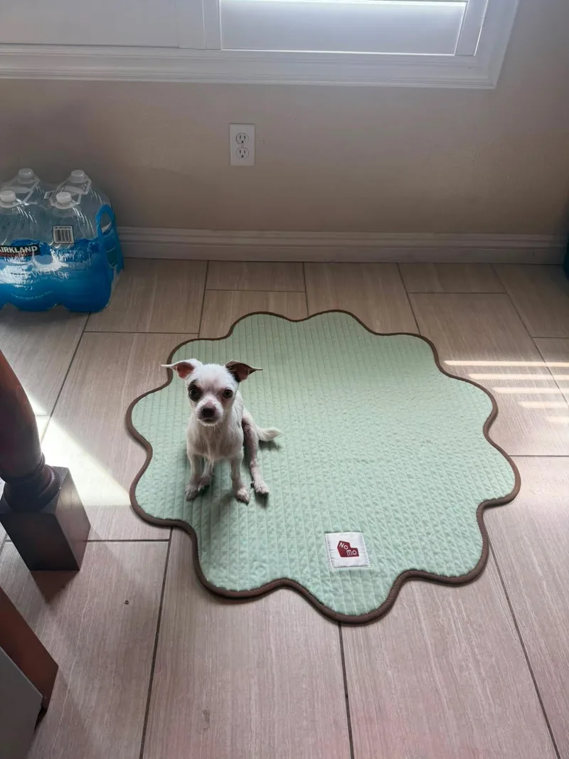 A young small-sized male Chihuahua dog named Patch for adoption in San Diego, CA