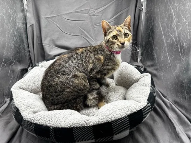 An adult small-sized female Domestic Short Hair cat named Freya for adoption in Appling, GA