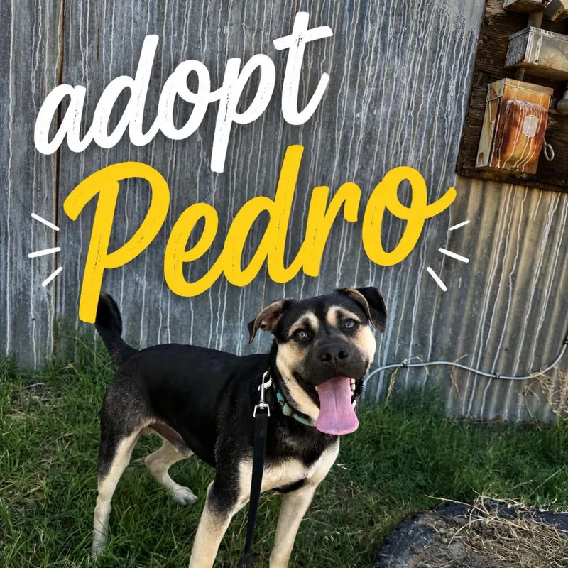 Pedro thumbnail 5